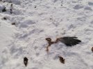 IMG_20201214_112312SnowWing.jpg