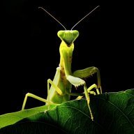 Mantis